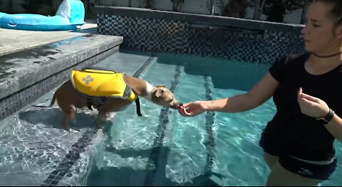 Teaching Dogs How To Swim