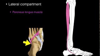 Lateral compartment leg muscles