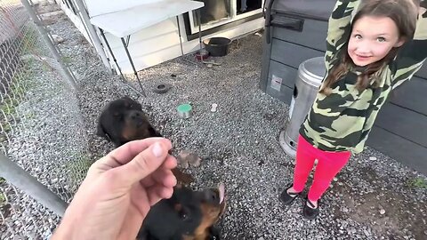 These Young Kids Learn To Show No Fear Feeding Large Rottweilers