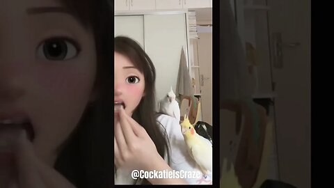 Cockatiel Cuteness Overload! Watch These Playful Birds in Action | Cockatiels Craze