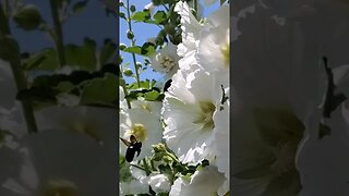 Pollination @960fps! #hollyhock #bumblebee #permaculture #homesteading #gardening