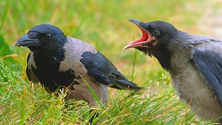 Hooded Crow Fledgling: "CAW, Hungry Feed Me, CAW!"