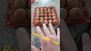 i got 36 fertilized chicken eggs from a friend!