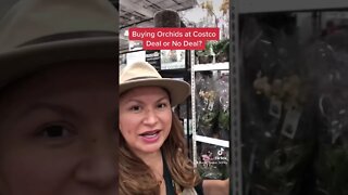 ORCHID PLANTS at Costco ✅Deal or No Deal? Shirley Bovshow (#shorts)