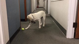 Confused Dog Won't Put Down Chew Toy To Pick Up Tennis Ball