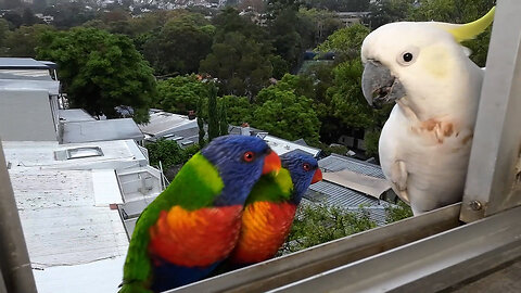 Parrots Fighting.