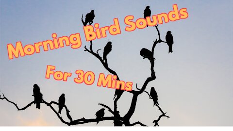 Relaxing morning bird sounds for 30 mins