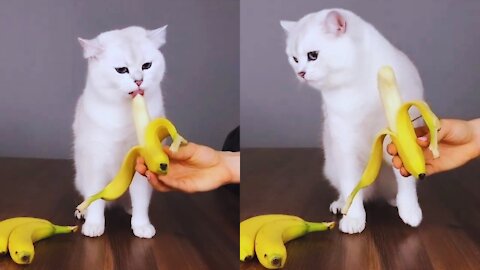 How is my sweet cat eating her bananas?