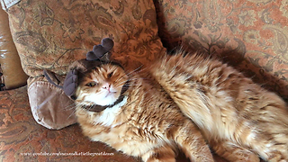 Depressed Cat Is Forced To Wear Hilarious Antler Hat