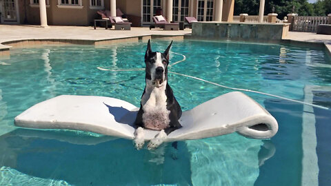 Great Dane Loves Chilling In The Pool On Her Floatie