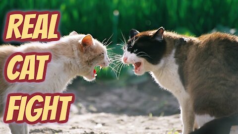 Real Cat Fight │So Funny Cats - Compilation