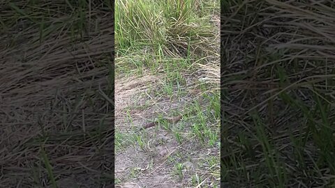 Deadly snake passes by. Death adder 29/10/21