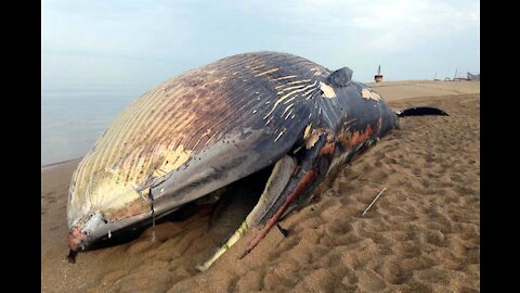 Dead whale mystery