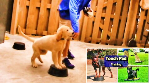 IN The POWER of TOUCH PAD training for Puppies and Adult Dogs
