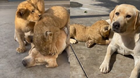 sweet baby lion cuddle and drink milk to mother dog video