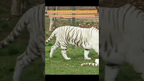 white tiger 😱😱😱 | facts about white tiger #facts #funnyfacts #shorts