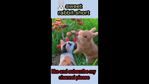 sweet rabbit 🐇 short video #funnyanimal #funnyclips #lapin