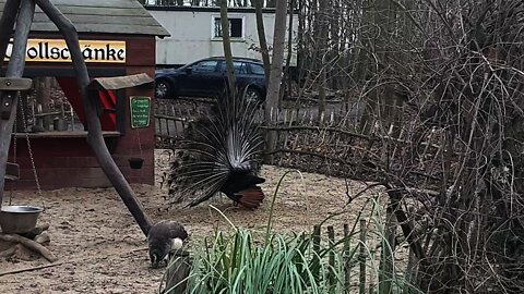 Peacock 🦚 is showing his feather dress 🦚 at Wildpark Lützen