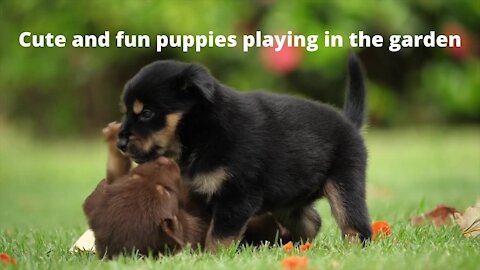 Cute and fun puppies playing in the garden