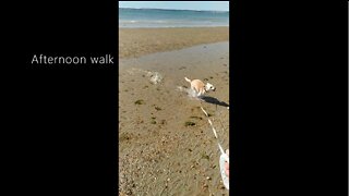 When a Rescue Puppy Dog (Luna) goes to the Beach