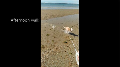 When a Rescue Puppy Dog (Luna) goes to the Beach