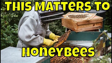 Beekeeping for Beginners | Moving Bee Hives #beekeeping #bees