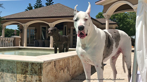 Talkative Great Dane Asks To Go Out To Swim In The Pool