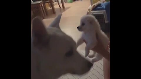 Sweet Dog Kisses Newly Adopted Puppy