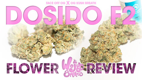 DoSiDo F2 Flower Strain Review