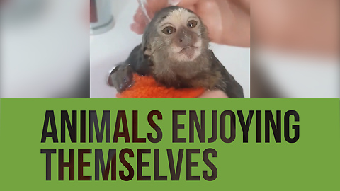 Check out this compilation of animals totally enjoying themselves!