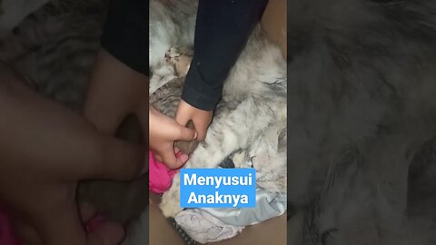 Menyusui Anak Kucing Abu #short #kucinglucu #kucingmeong #catcutevideo #kucingimut