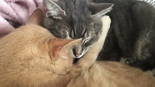 Cat cuddling