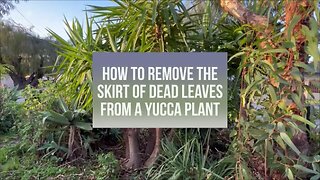 How to Remove the Skirt of Dead Leaves from a Trunked Yucca Plant