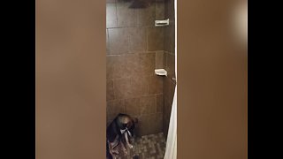 Dog Mystified by Magical Shower