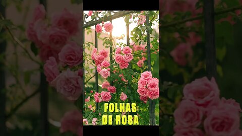 Poema "Folhas de Rosa" [Florbela Espanca] #shorts #poesia #literatura