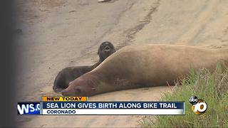 Sea Lion gives birth along bike trail