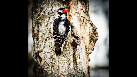 Beautiful Downy Wood Peckers at the feeders.