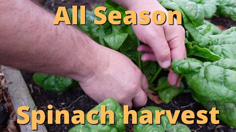 harvesting spinach the quick and easy way.