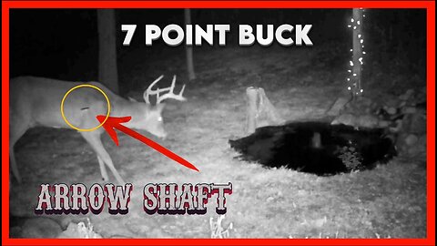 Buck with an arrow sticking out of him visits the waterhole!