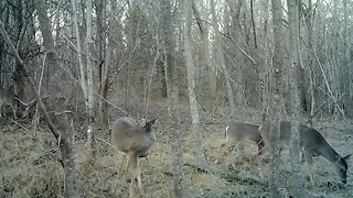 Whole lotta Deer hanging around (see if you can count how many)