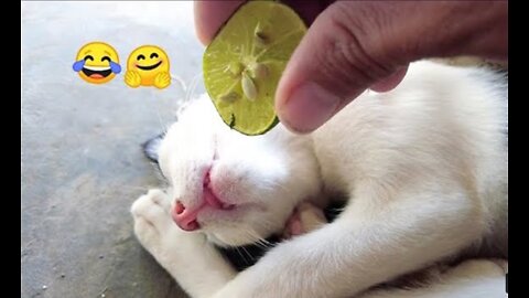 What to do when feeding lemons to cats