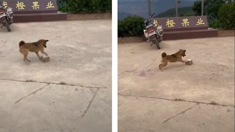 Dog finds rock, instantly becomes his favorite toy