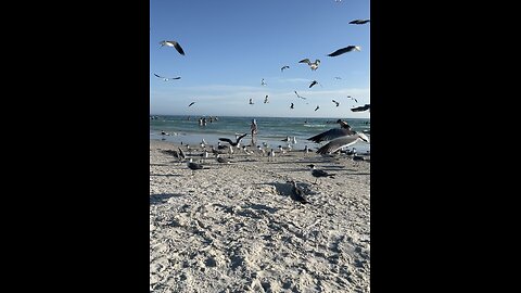 Seagulls party gathering