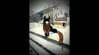 Close Up View of Winter Horse Care - Life Under Lockdown