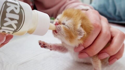 How is our tiny kitten doing with artificial feeding - 8 days old