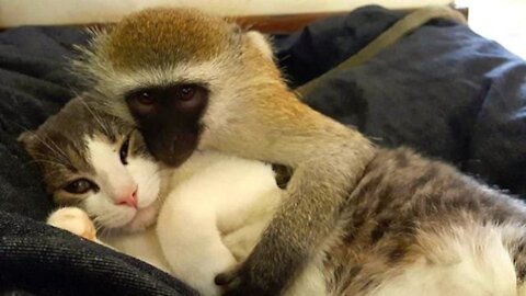 Rescued cat trained by a pet monkey