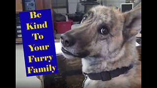 Be Kind To Your Furry Family
