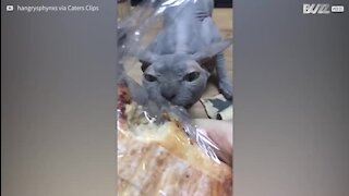 Un chat Sphynx se bat pour de la nourriture