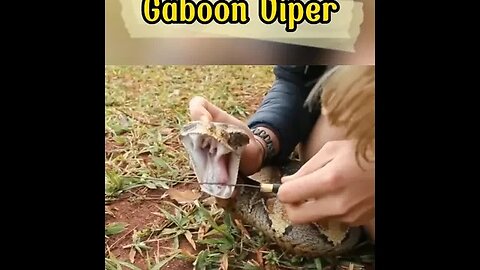 GABOON VIPER: THE SNAKE WITH ONE OF THE MOST SCARY STINGS IN THE WORLD #shorts