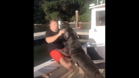 A Dog Throws A Man Into The Water